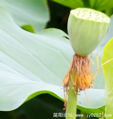 2011.7.5拍摄于荷塘月色