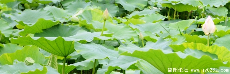 2011.7.5拍摄于荷塘月色
