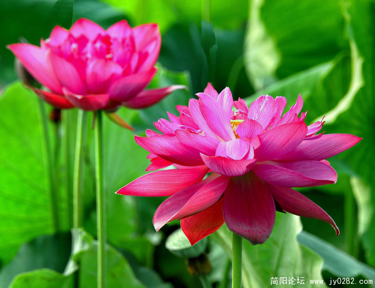 _DSC0005=副本.jpg