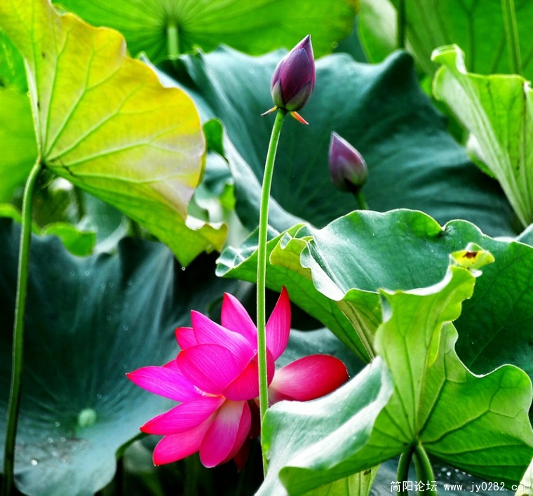 _DSC0026=副本.jpg