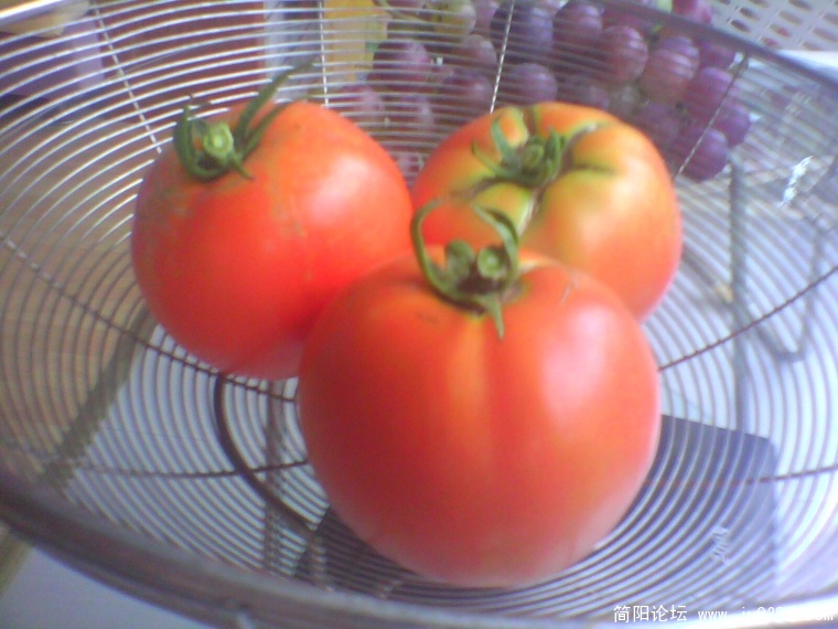 IMG1018A.jpg