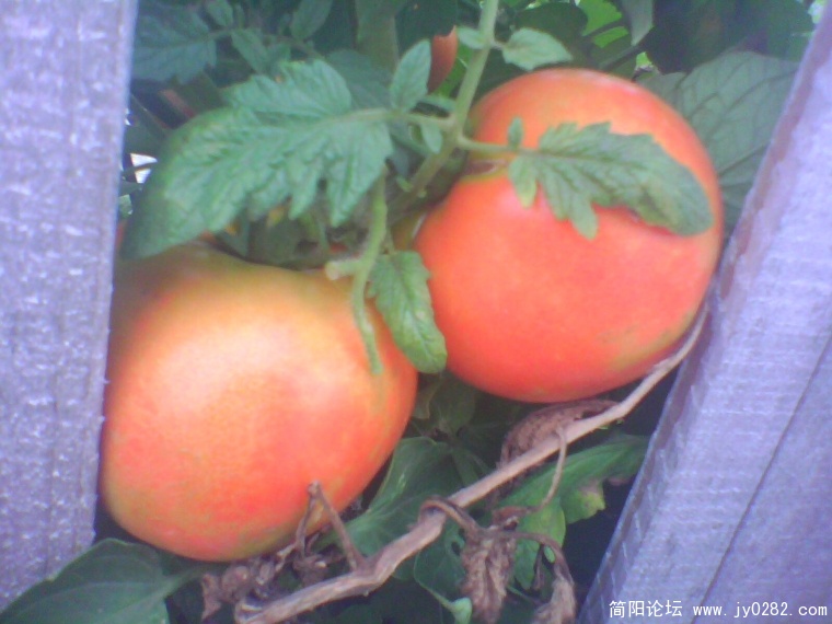 IMG1003A.jpg