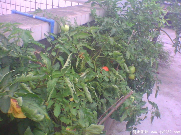 IMG1002A.jpg