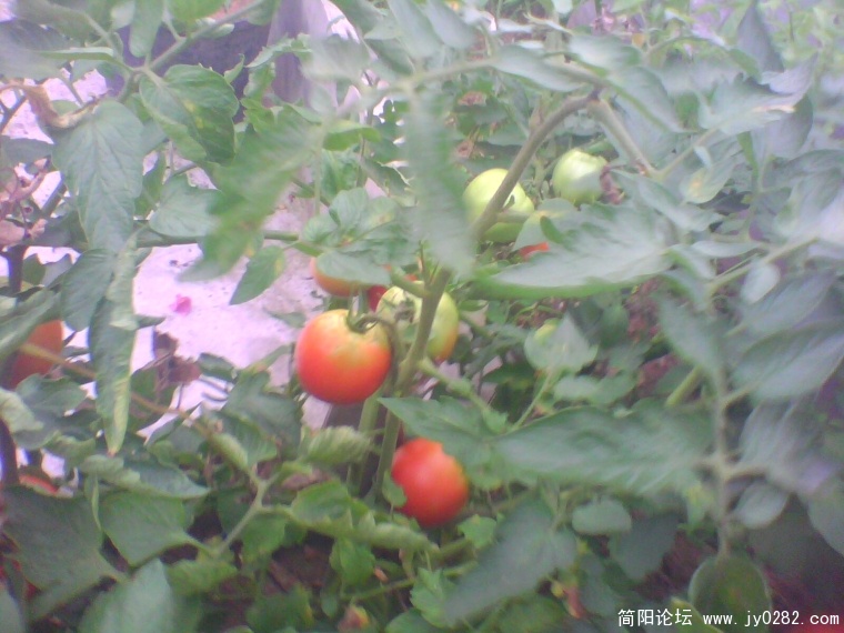 IMG1004A.jpg