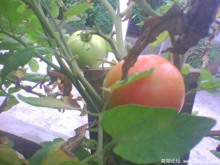 IMG1007A.jpg