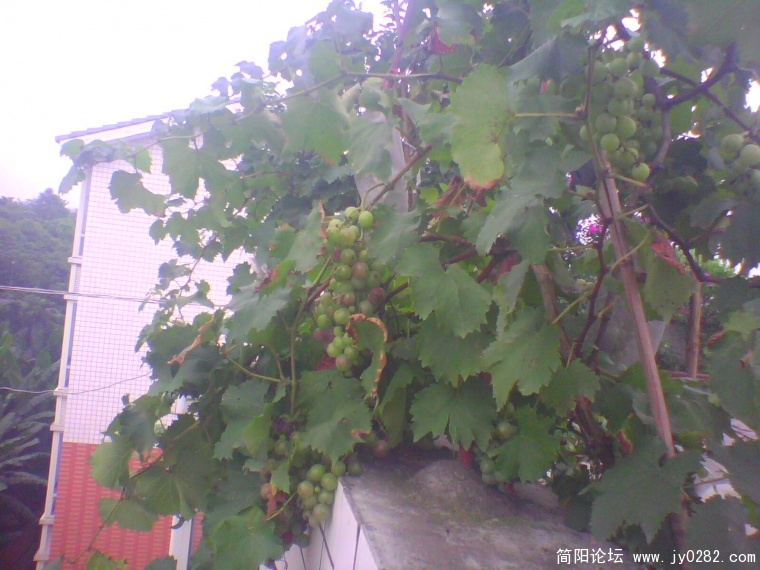 IMG1012A.jpg