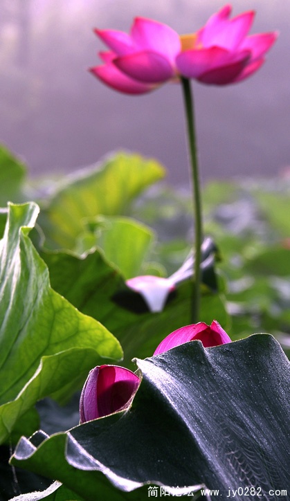_DSC0086 副本.jpg