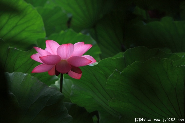 _MG_4366.jpg