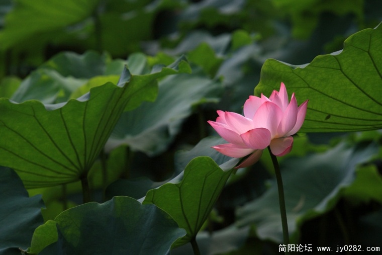 _MG_4380.jpg