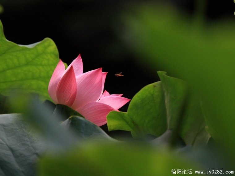 _MG_4417.jpg