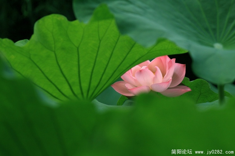 _MG_4393.jpg