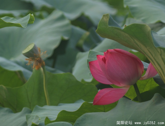 映日荷花别样红.jpg