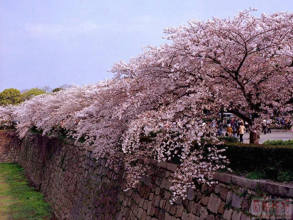 sakura9.jpg