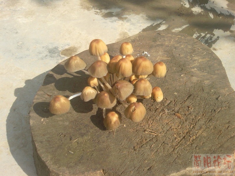 菜板生蘑菇.jpg