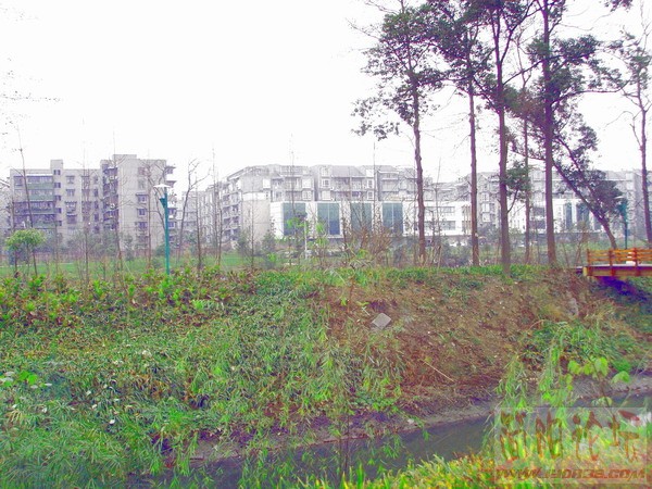 改造后的成都沙河畔--35.JPG