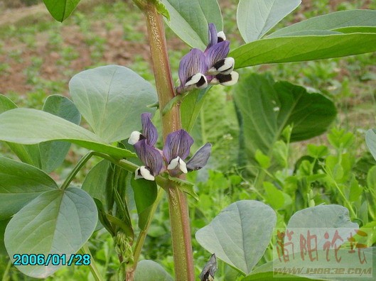 胡豆.jpg