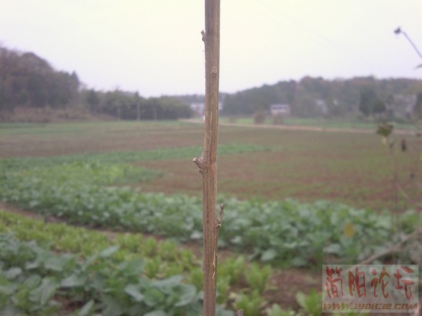 枯枝.jpg