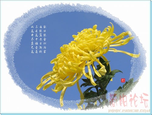 菊花
